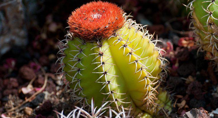Quais são alguns animais que comem cactus?