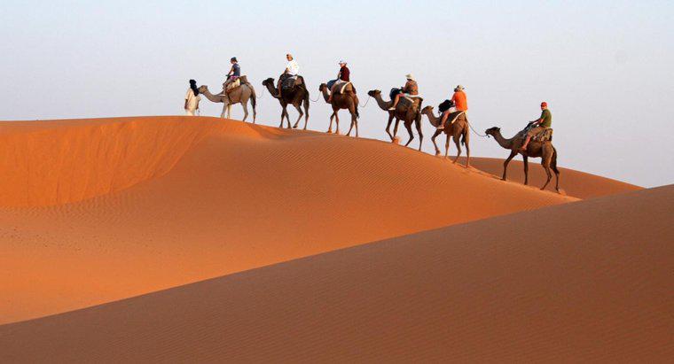 Por que os camelos são chamados de navios do deserto?