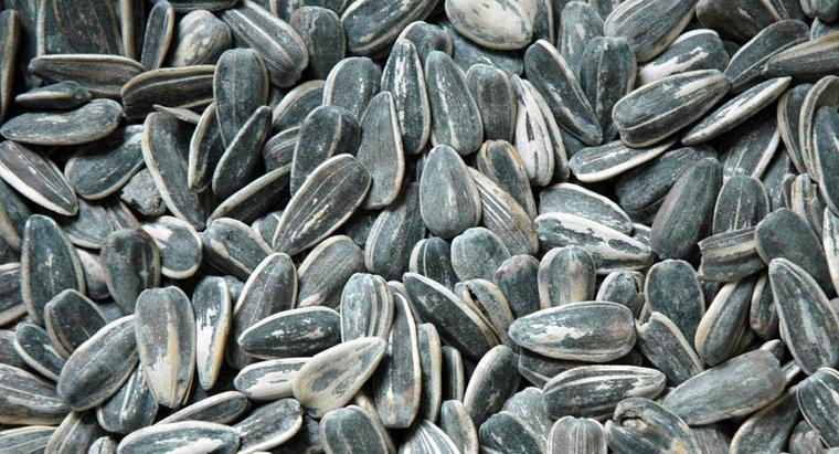 O que acontece se você comer cascas de sementes de girassol?