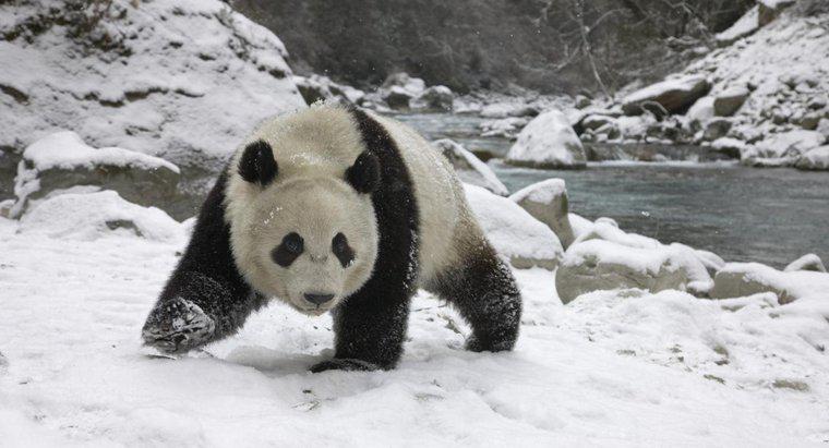 Os pandas hibernam durante o inverno?