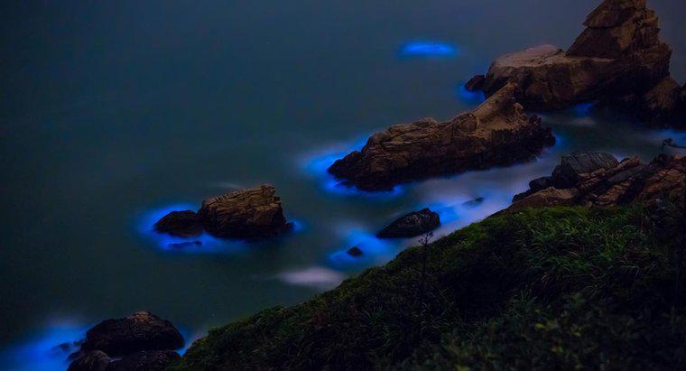 O que são algas bioluminescentes?
