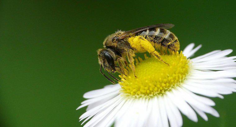 Quais são os benefícios para a saúde do pólen de abelha?