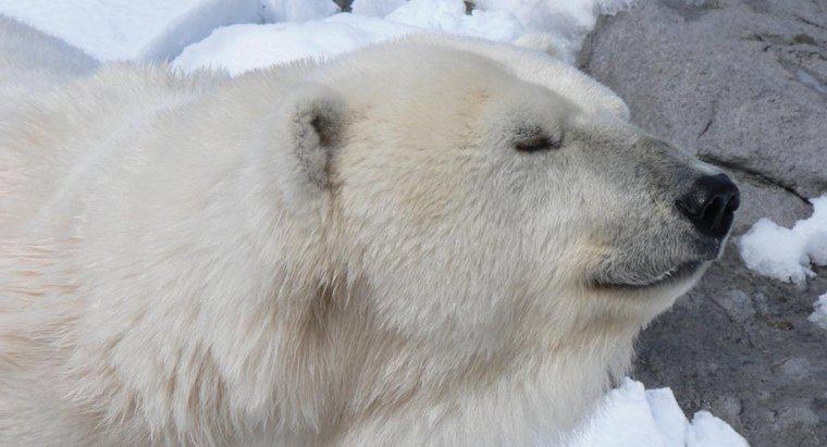 Por que os ursos polares vivem no Ártico?
