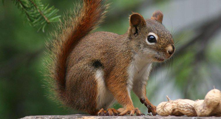 Por que os esquilos vermelhos estão em perigo?