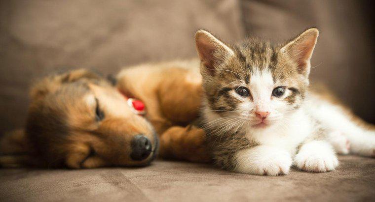 Um gatinho e um cachorrinho podem se tornar amigos?