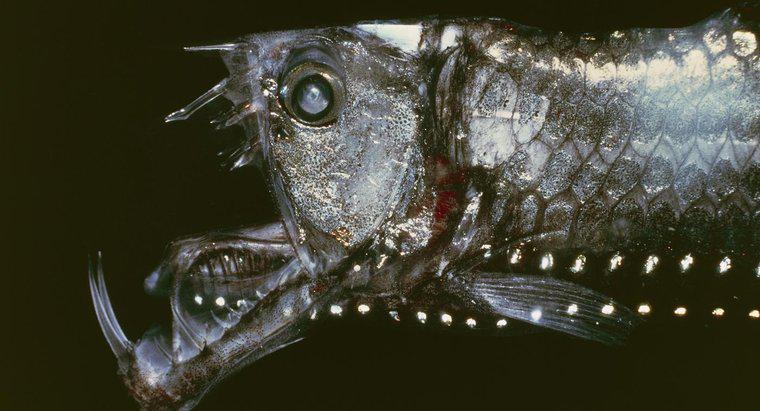 Quais são os nomes de algumas criaturas assustadoras do mar profundo?