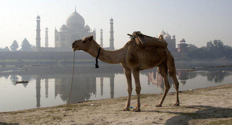 Quanto tempo pode um camelo ficar sem água?