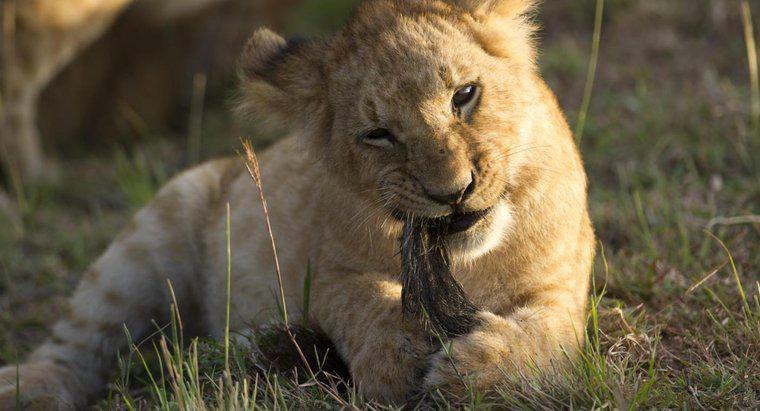 Com que frequência os leões comem?