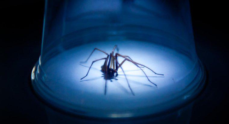 Uma picada de aranha Hobo é perigosa?
