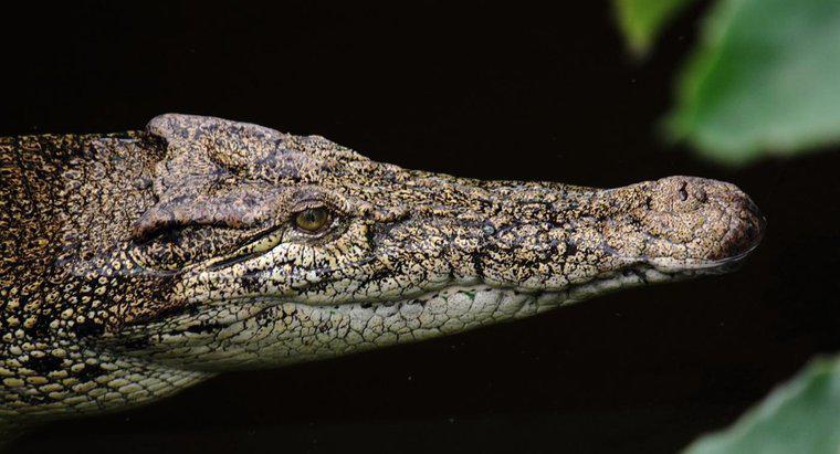 Como os crocodilos se adaptam ao seu ambiente?