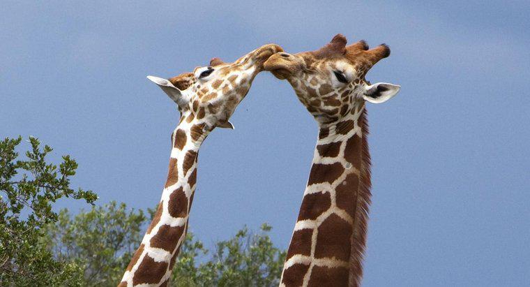 Como as girafas se comunicam?