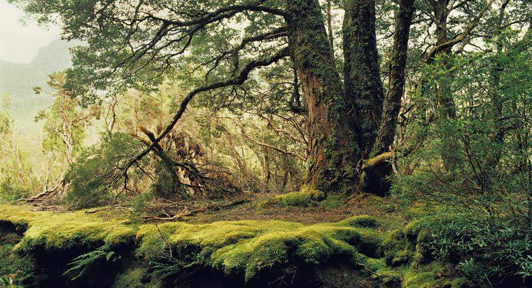 Quais são alguns dos fatores abióticos na floresta temperada?