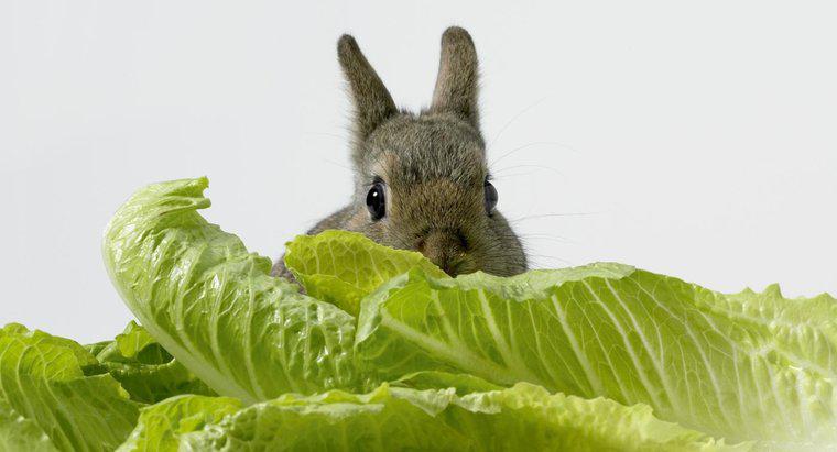 Os coelhos podem comer alface?