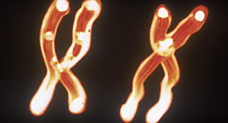 Qual é a relação entre cromossomos, DNA e genes?