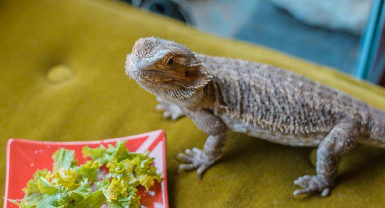 Dragões barbudos podem comer brócolis?