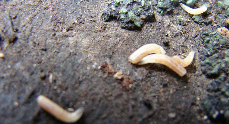 Quanto tempo vivem as larvas?