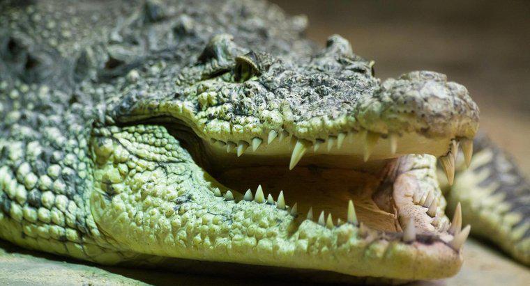 O que o crocodilo come?