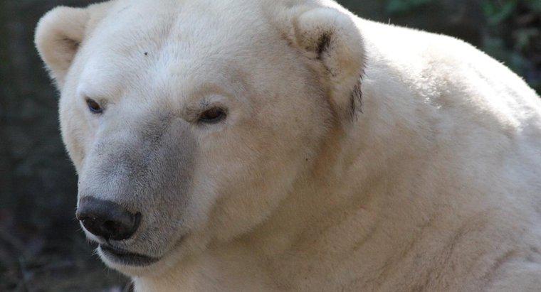 Onde os ursos polares encontram sua comida?