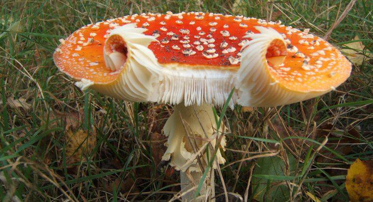 Os fungos são procarióticos ou eucarióticos?
