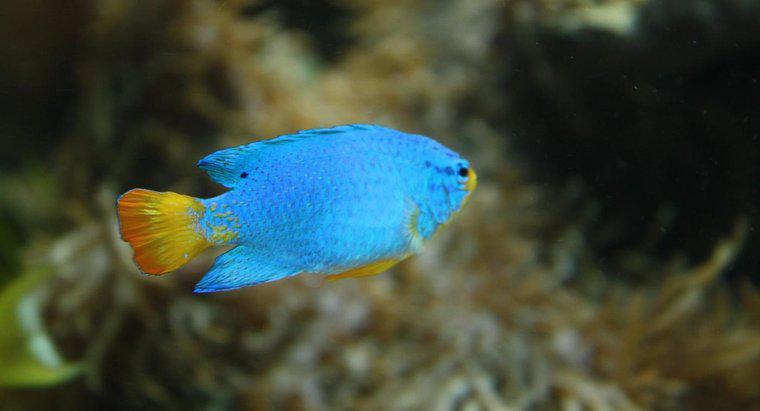 Como os peixes se adaptam ao seu ambiente?