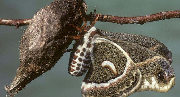 Quanto tempo leva para um Moth Cocoon eclodir?