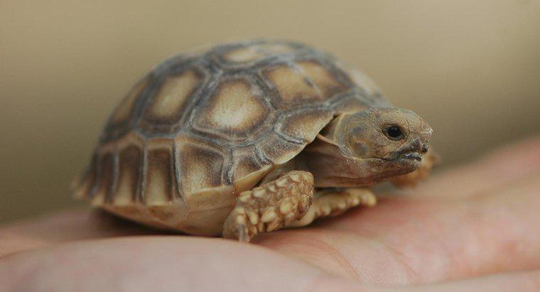 Como as tartarugas se reproduzem?