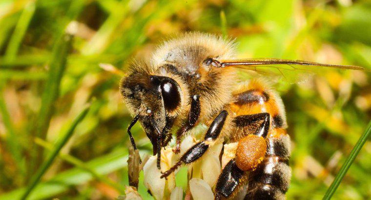 Quantos olhos uma abelha tem?