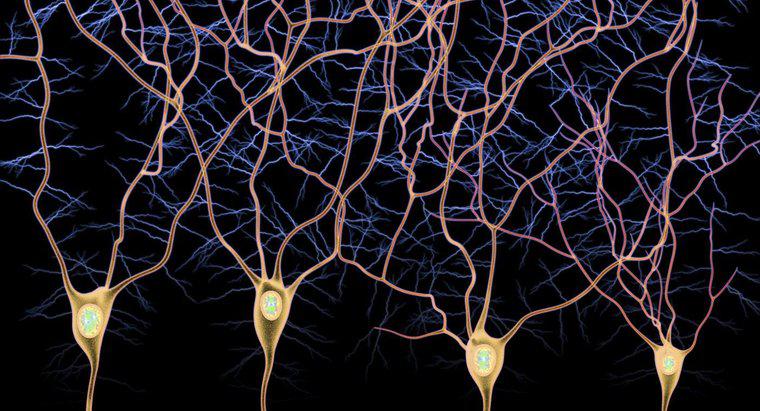 Qual é a diferença entre neurônios aferentes e eferentes?