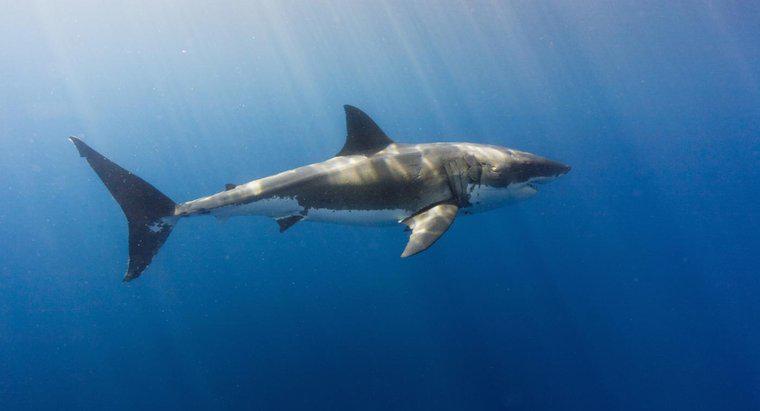 Os tubarões podem viver em água doce?