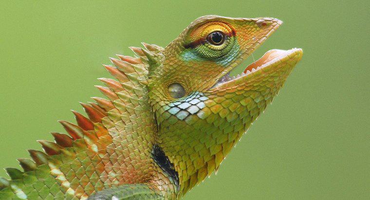 Quais são as fases da vida de um lagarto?