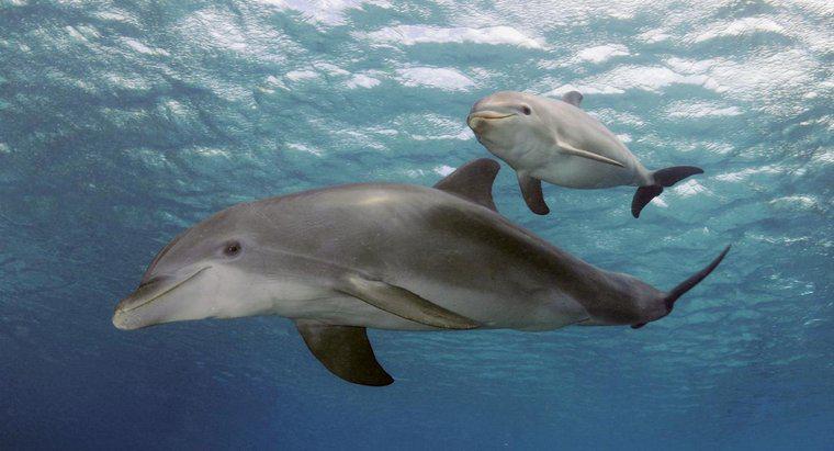 Qual o tamanho dos golfinhos quando nascem?
