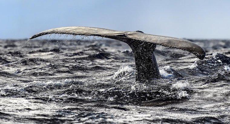 Quais são os nomes de todos os tipos de baleias?