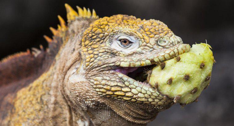 O que comem os iguanas?