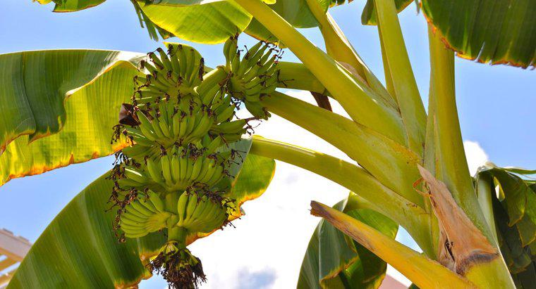 As bananas crescem em árvores ou arbustos?