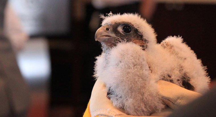 Qual é o nome de um falcão bebê?
