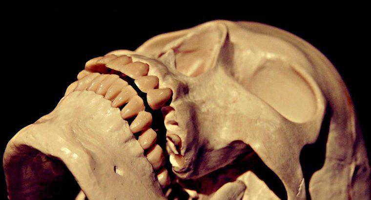 Quanta pressão o crânio humano pode suportar?
