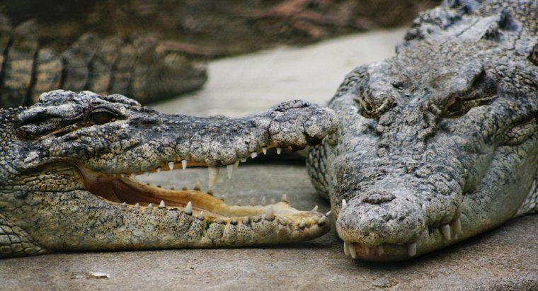 O que os crocodilos de água salgada comem?