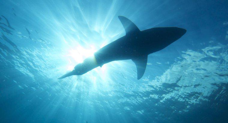O que significa quando você sonha em ser atacado por tubarões?