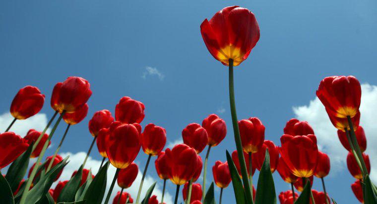As tulipas são venenosas?