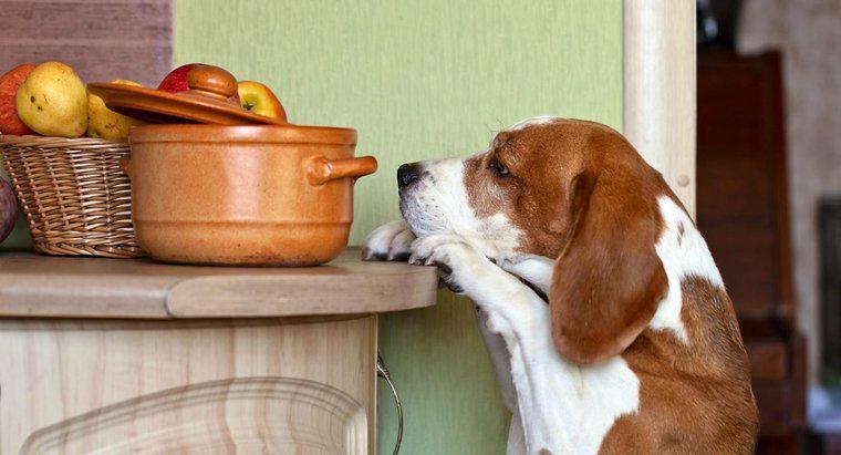 Quais são algumas nozes que são tóxicas para os cães?