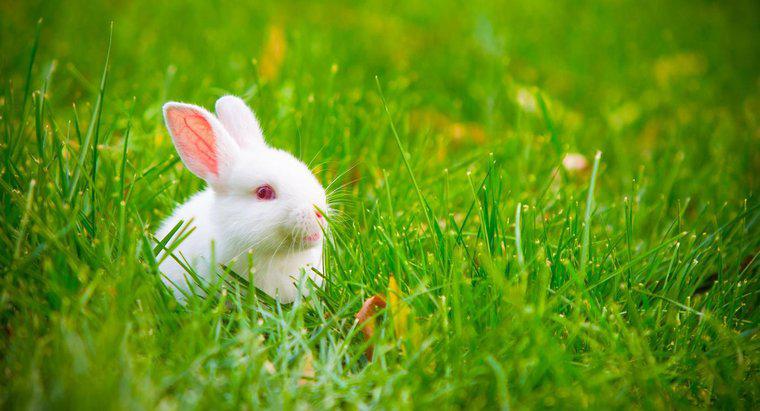 O que significa quando as orelhas dos coelhos ficam para cima?