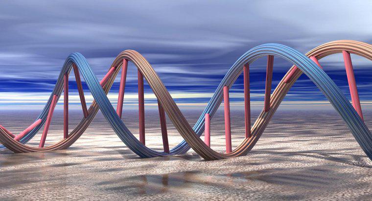 Por que o DNA precisa se replicar?