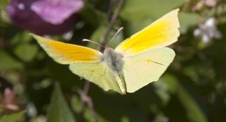 O que uma borboleta amarela simboliza?