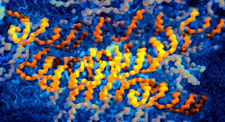 Quais vírus contêm RNA como informação genética?