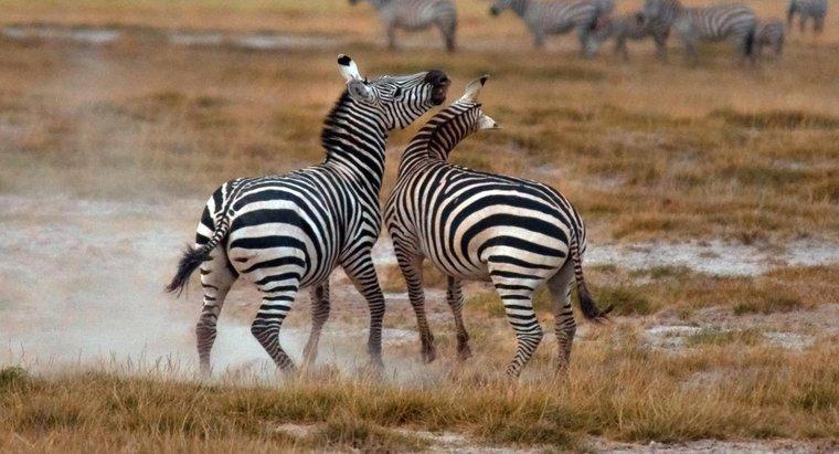 Como as zebras se protegem?