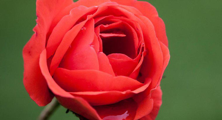 Qual é o nome científico de uma rosa?