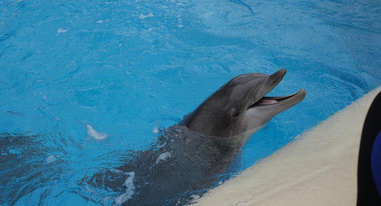 O que é o alcance auditivo de um golfinho?
