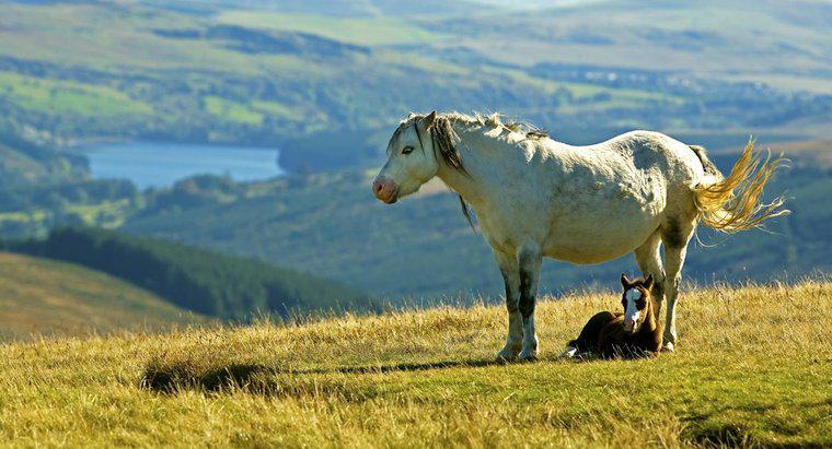 O que é um pônei da montanha galesa?