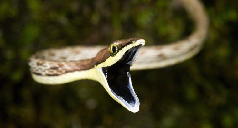 Como as cobras digerem sua comida?