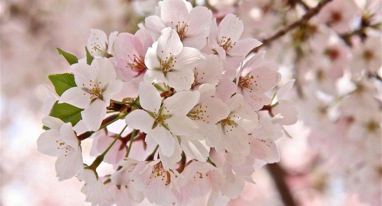 O que é uma flor de cerejeira?